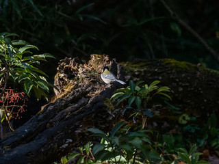 Japanese tit on a fallen forest log 22