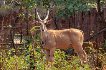 Kudu young ( Tragelaphus strepsiceros) in zoo nakhonratchasima, thailand.