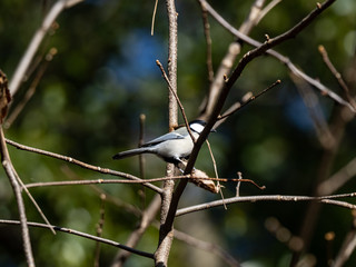 Japanese tit in a bare winter tree 7