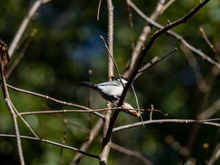Japanese tit in a bare winter tree 8