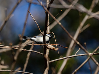 Japanese tit in a bare winter tree 9