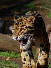The clouded leopard, Neofelis nebulosa, is a wild cat occurring from the Himalayan foothills through mainland Southeast Asia into southern China.