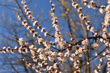 branch of a tree