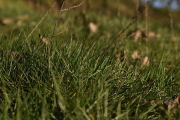 green grass on the ground