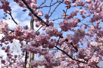 pink cherry blossom