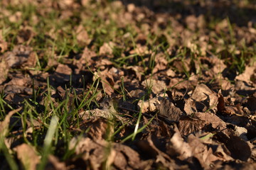 dry grass in the forest