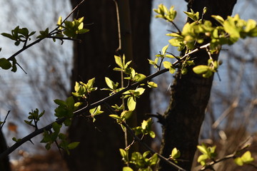 leaves on the tree