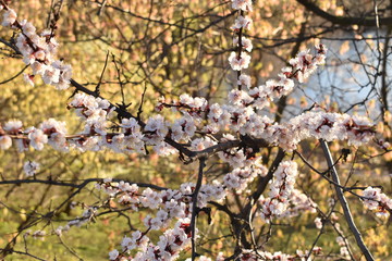 blooming cherry tree