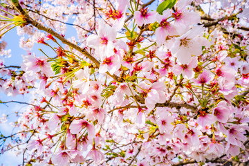 日本の春の風景 桜の花
