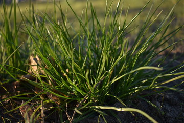 close up of grass