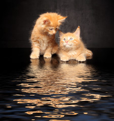 Photo Maine Coon kittens © zhagunov_a