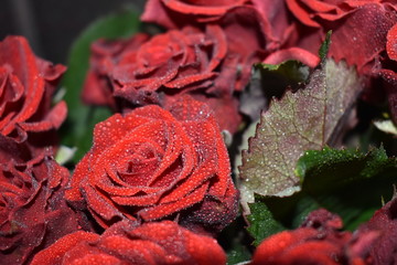 red roses