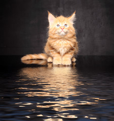 Photo Maine Coon kitten © zhagunov_a