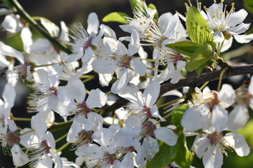 white flowers of a tree