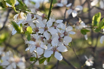 apple tree flowers