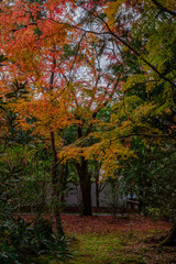 Fototapeta na wymiar Autumn Leaves in Rengeji Temple in Kyoto, Japan