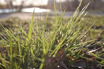 green grass in the wind