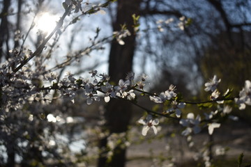 spring tree branches