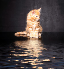 Photo Maine Coon kitten © zhagunov_a