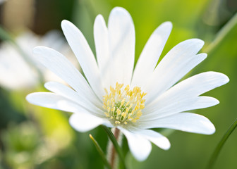 Marguerite macro