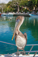 A large gray pelican is sitting quietly on a boat. Beautiful Pelican on the background of the sea and green trees.