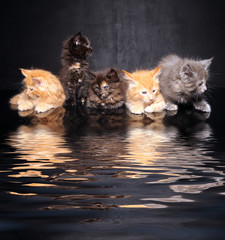 Photo Maine Coon kittens © zhagunov_a