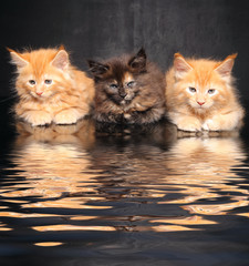 Photo Maine Coon kittens © zhagunov_a