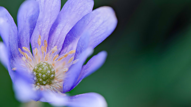 Fototapeta Marguerite macro