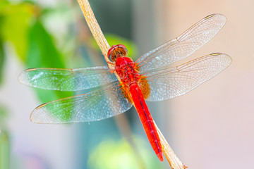 Macro photo of red dragonfly in nature