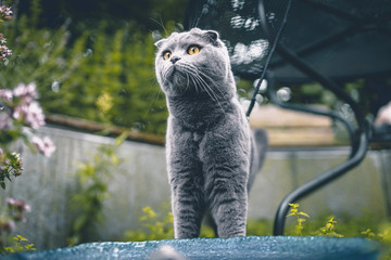 Scottish Fold Katze auf der Suche nach Beute im eigenen Garten