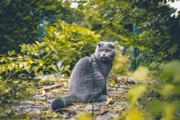 Scottish Fold Katze auf der Suche nach Beute im eigenen Garten