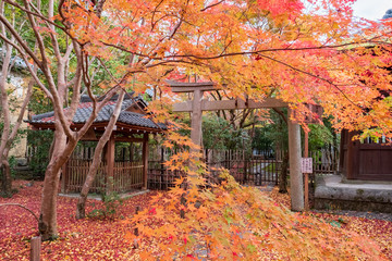 Autumn Leaves in Rengeji Temple in Kyoto, Japan