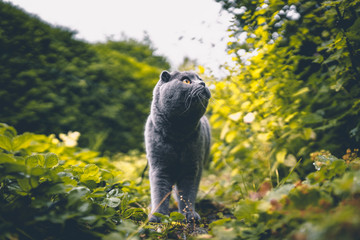 Scottish Fold Katze auf der Suche nach Beute im eigenen Garten