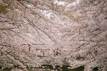 春と桜とチューリップ