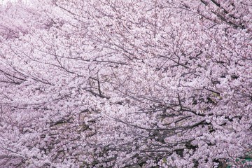 春と桜とチューリップ