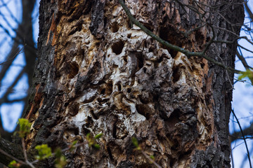 Tree Trunk Hole made by a Pileated Woodpecker