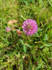 Trifolium pratense, the red clover, is a herbaceous species of flowering plant in the bean family Fabaceae.
Red clover is a herbaceous, short-lived perennial plant. 