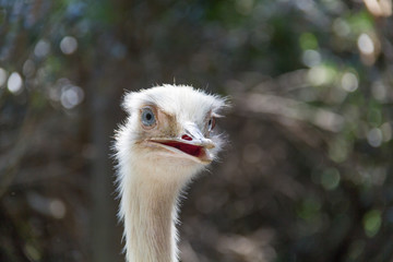 White ostrich head 2