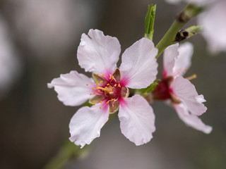 Blossom tree branch flower spring almond