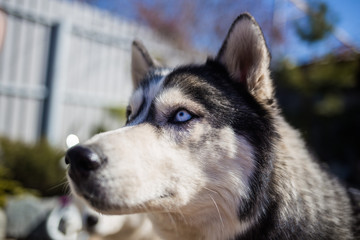 The dog's eyes. husky dog