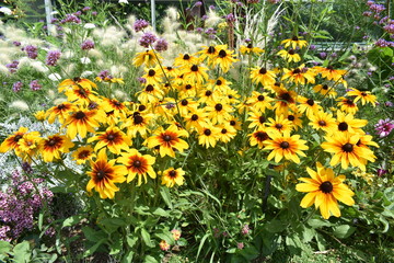 Obraz premium flower2