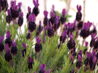 wild lavender blossom field
