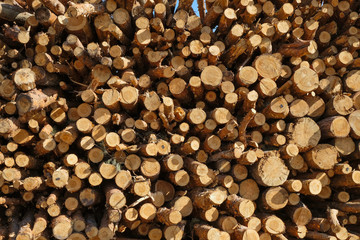 Logs stacked in forestry in Ukraine. Some logs are marked. Wooden background.