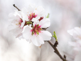 Blossom tree branch flower spring almond