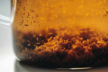 Macro photo of kettle full of tea inside, chamomile tea