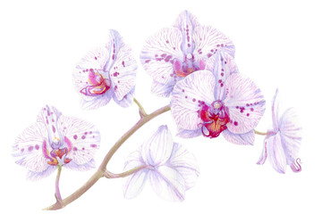 Realistic watercolor  of blooming phalaenopsis orchid isolated on white background. Stock illustration of botanical  hand drawn tropical flower.