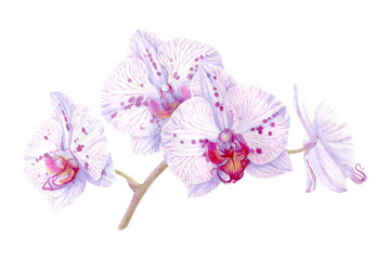 Realistic watercolor  of blooming phalaenopsis orchid isolated on white background. Stock illustration of botanical  hand drawn tropical flower.