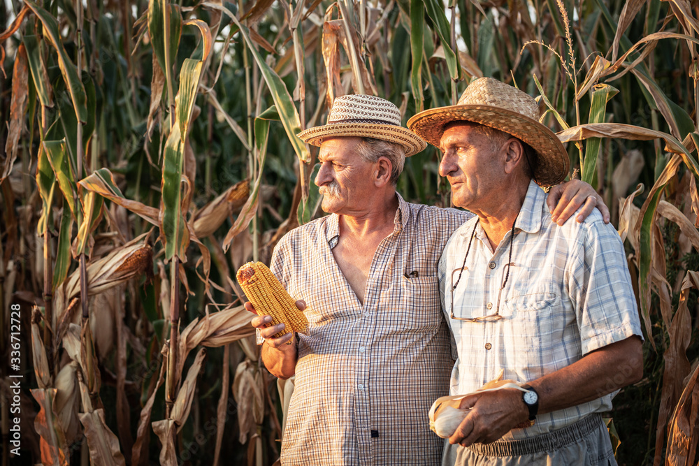 Wall mural portrait of two senior farmers. they standing in front of the corn field.