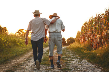 Two old friends. Two senior friends walks through corn field on sunset.	
