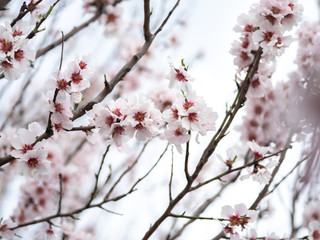 Blossom tree branch flower spring almond